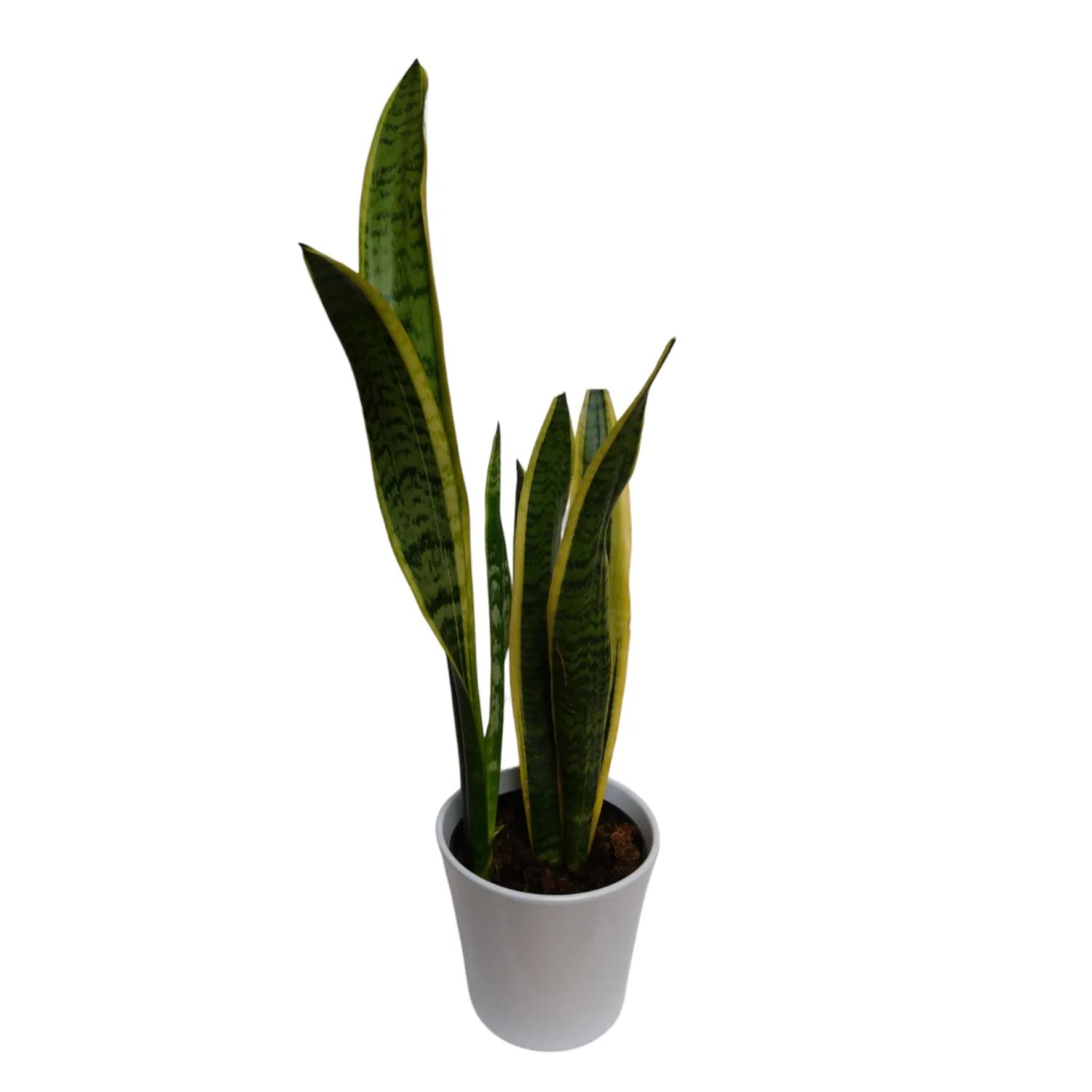 Snake Plant Elegance