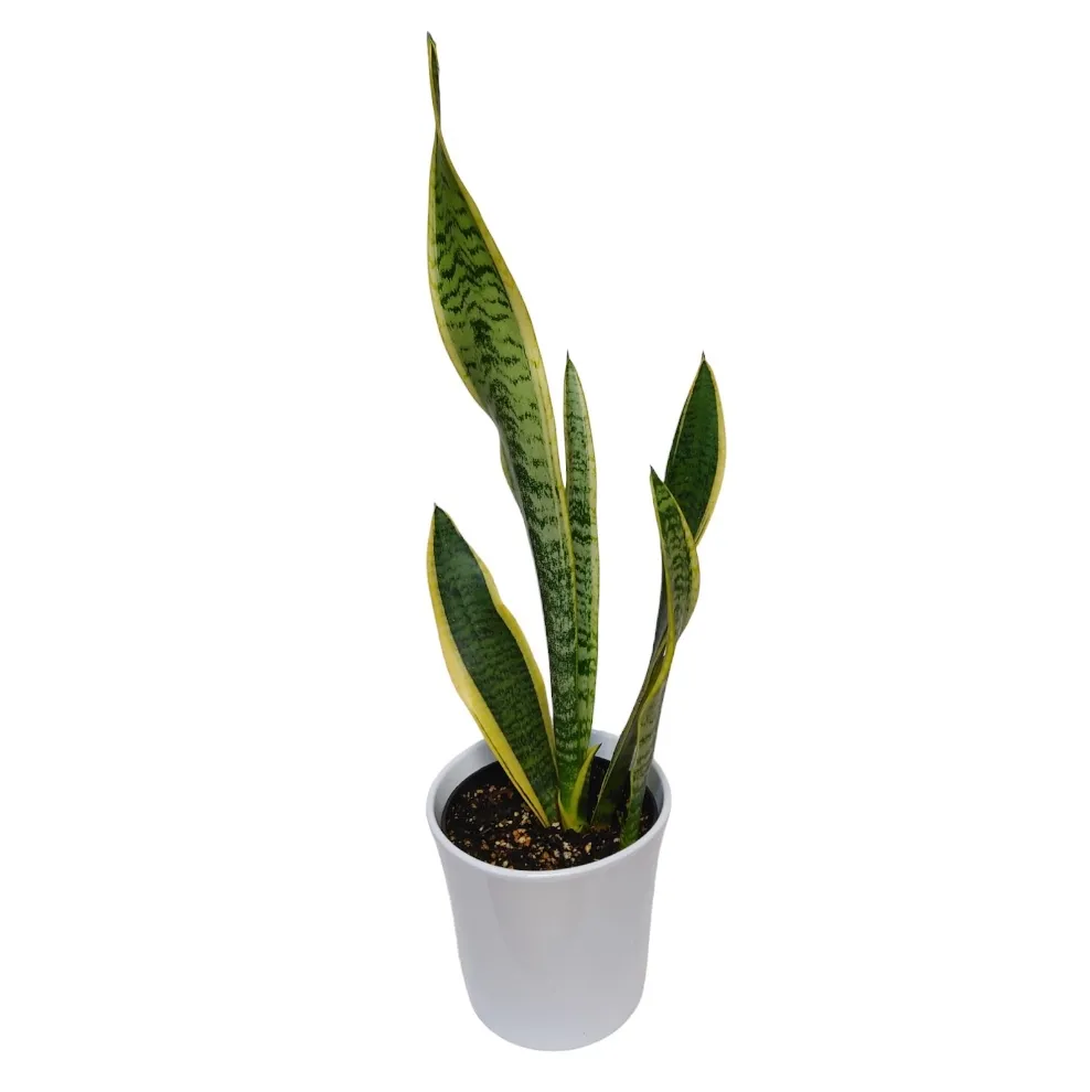 Snake Plant