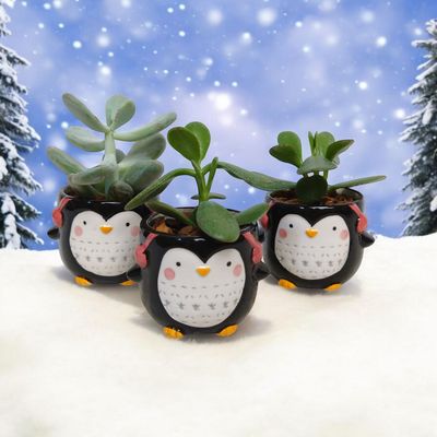 Mini Penguin Plant