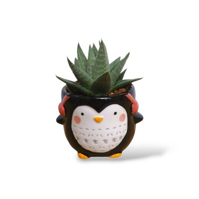 Mini Penguin Plant