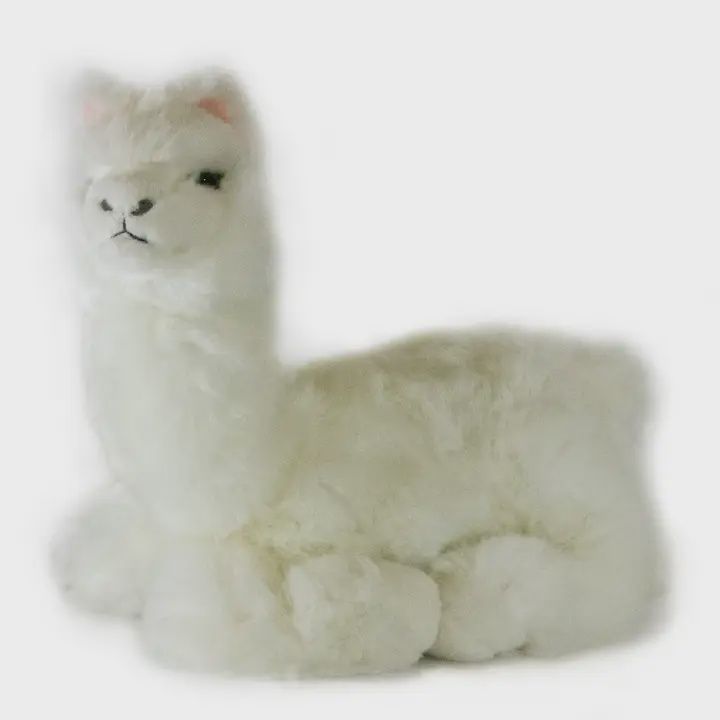 Alfredo the White Alpaca