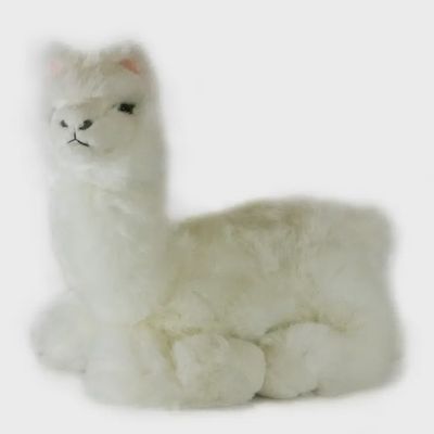 Alfredo the White Alpaca