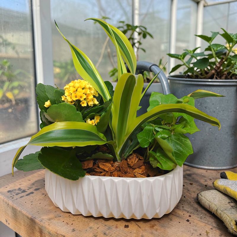 Plants