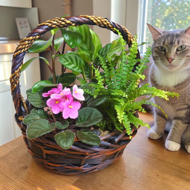 Pet Safe Flowers and Plants