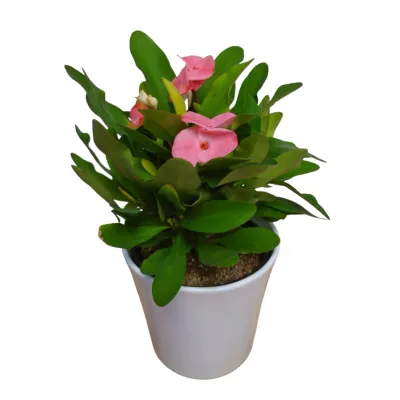 Charlotte Tiara Euphorbia