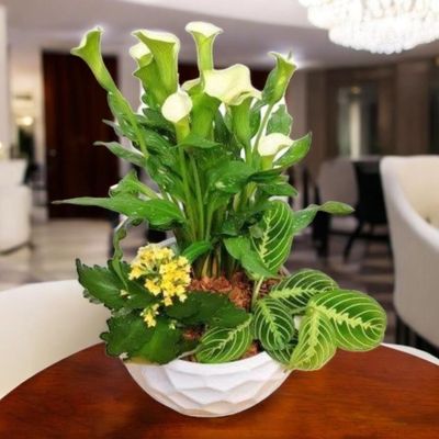 Compassionate Planter
