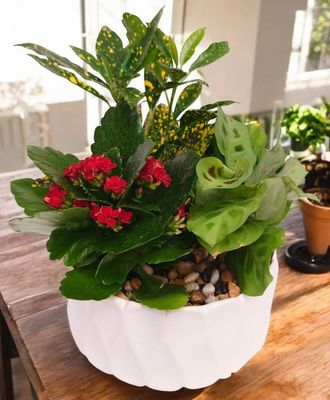 Carolina Planter