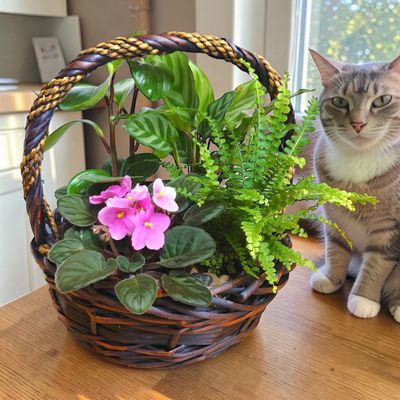 The Pet Safe Plant Basket