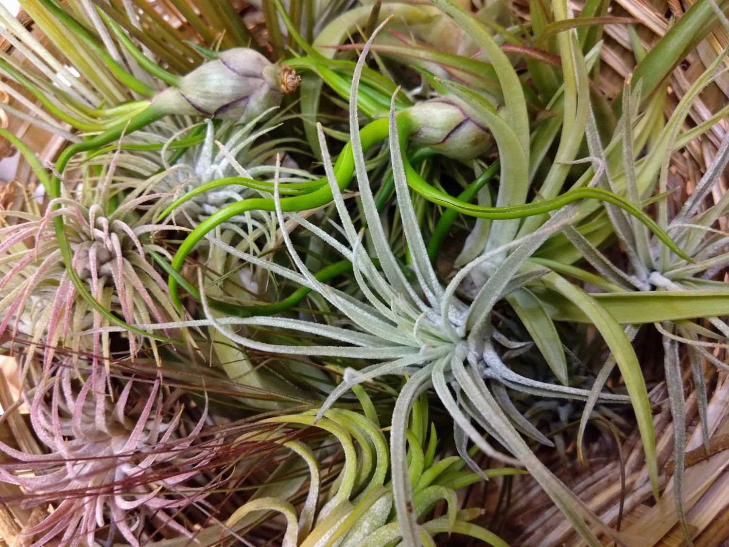 Air Plant