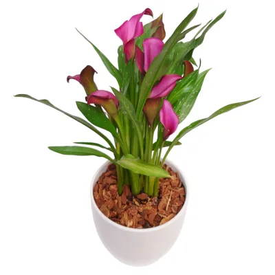 Plant Subscription