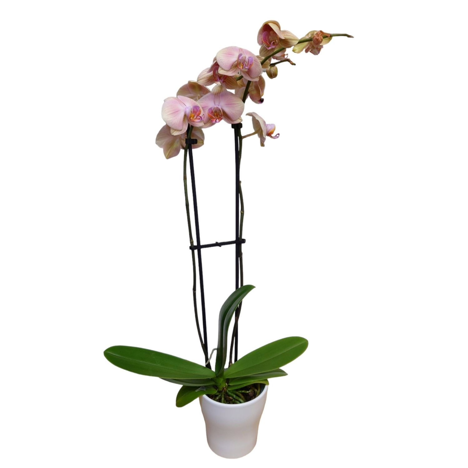 Plant Subscription