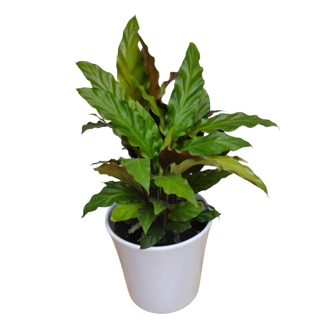 Ruffles Calathea Plant