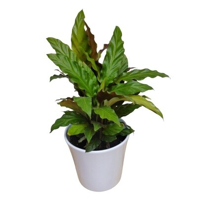 Ruffles Calathea Plant