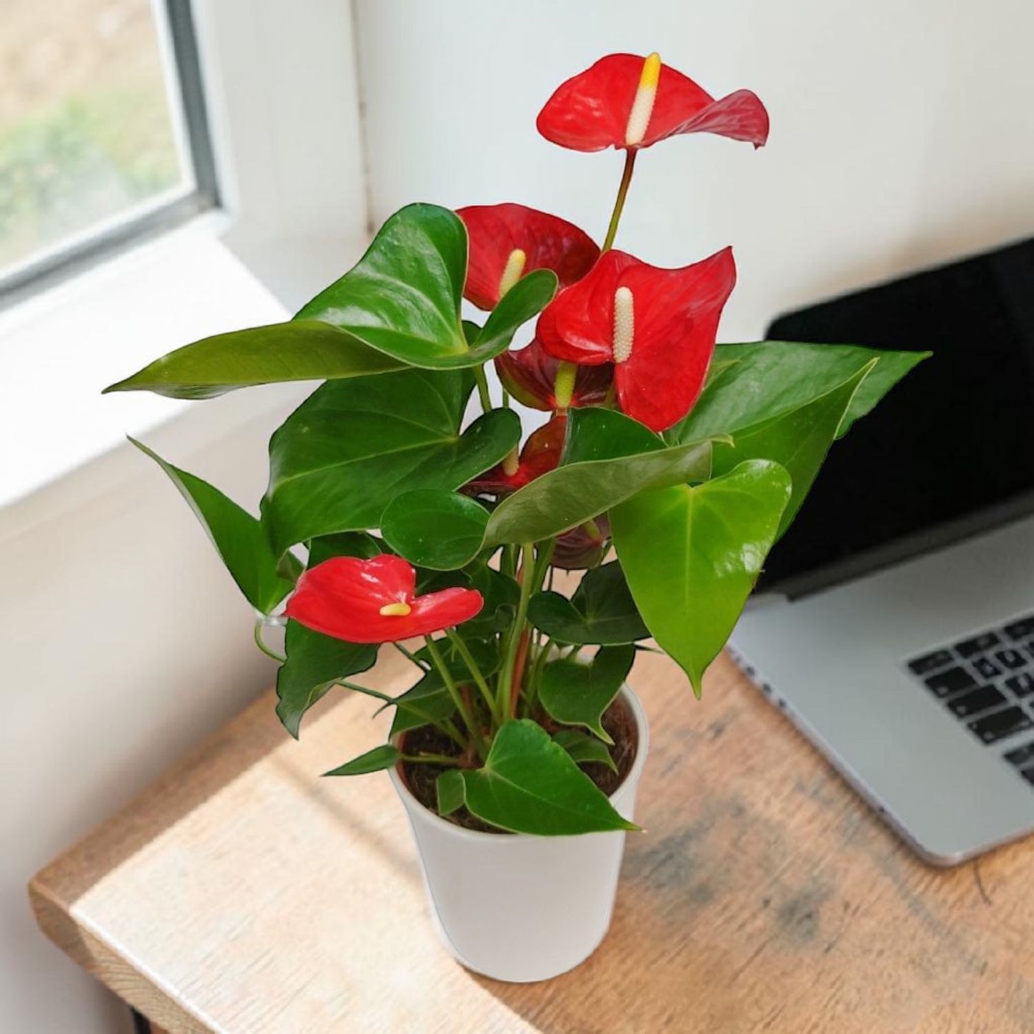 Anthurium Beauty