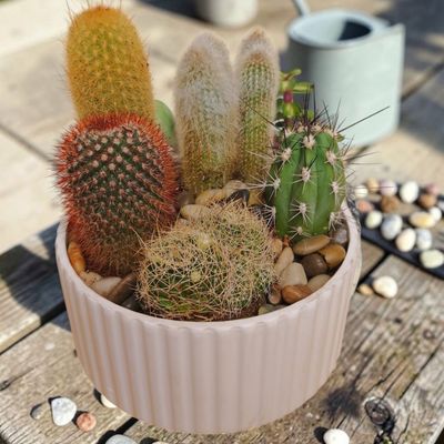 Cactus Delight Dish Garden