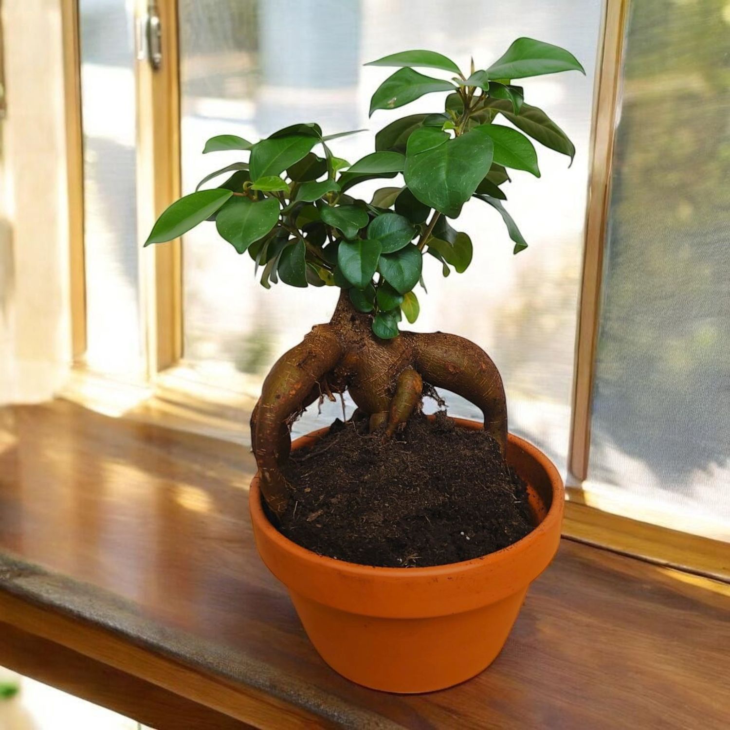 Ginseng  Bonsai