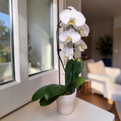Orchid Cascade Housplant