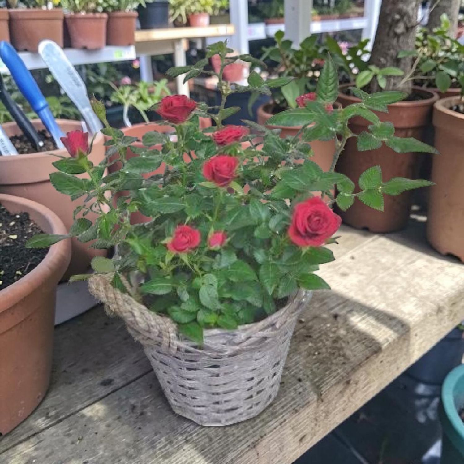 Rose Bush Delight