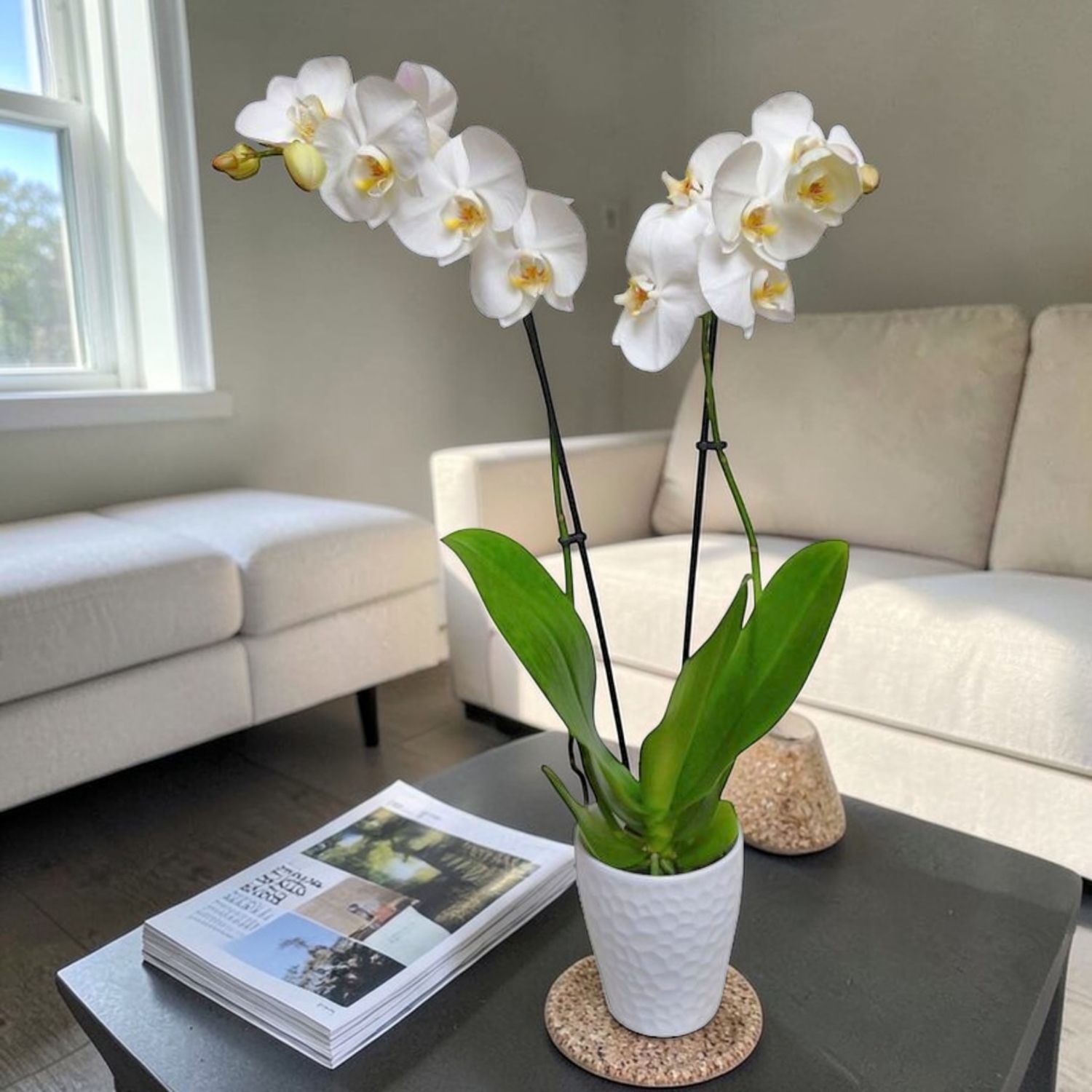 Classic Orchid Delight Houseplant