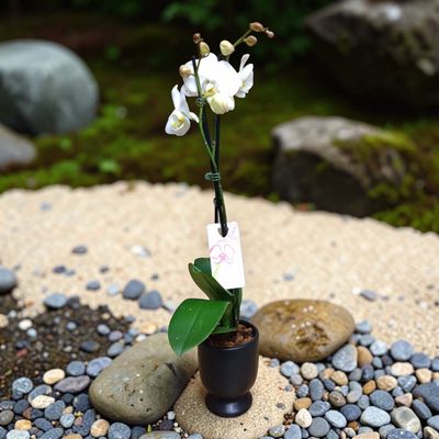 Classic Orchid Delight Houseplant