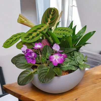 Cutie Bowl Dish Garden Plant