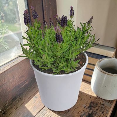 Lavender Potted Plant