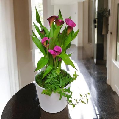 Sophisticated Calla