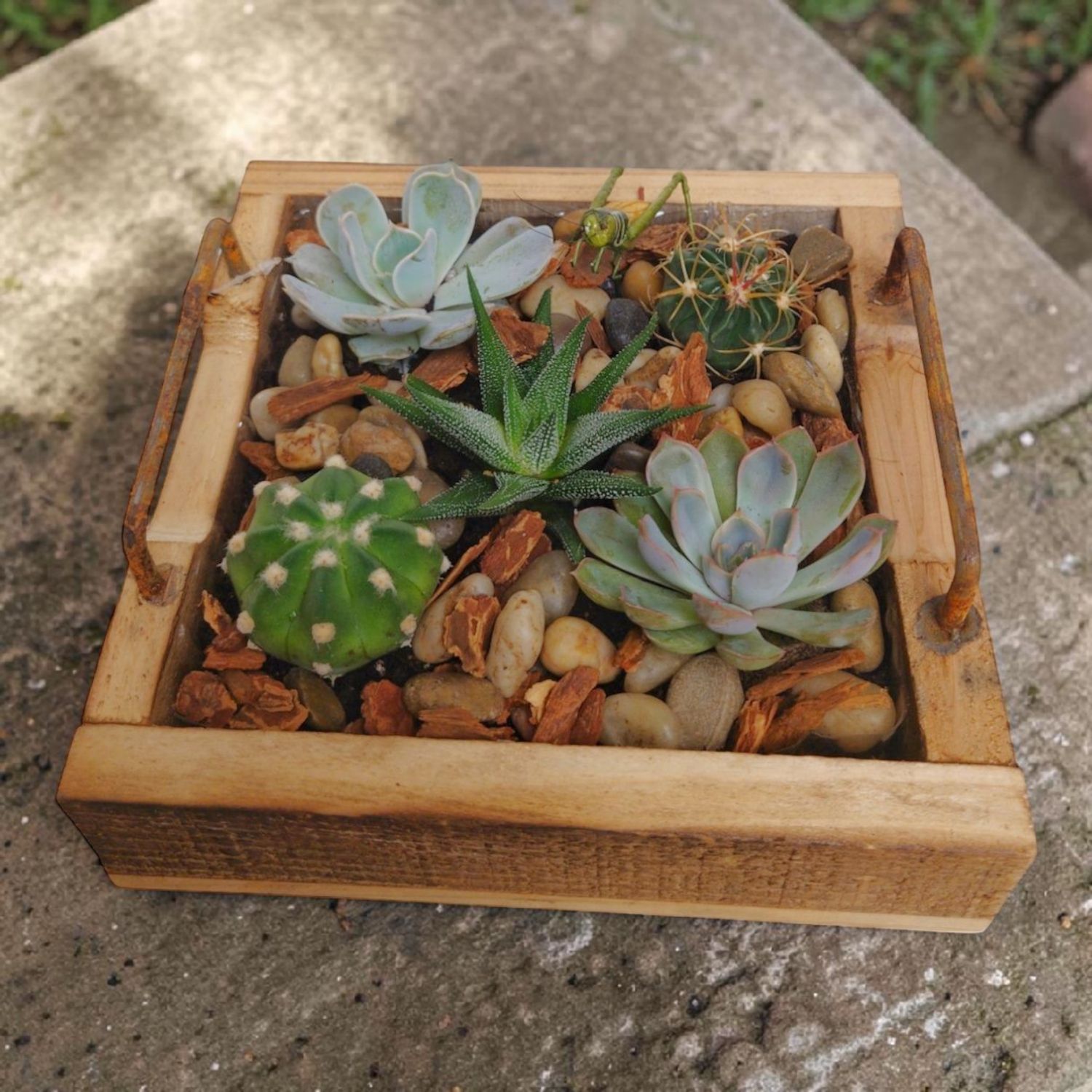 Succulent Wood Tray