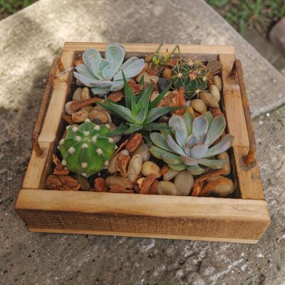 Succulent Wood Tray