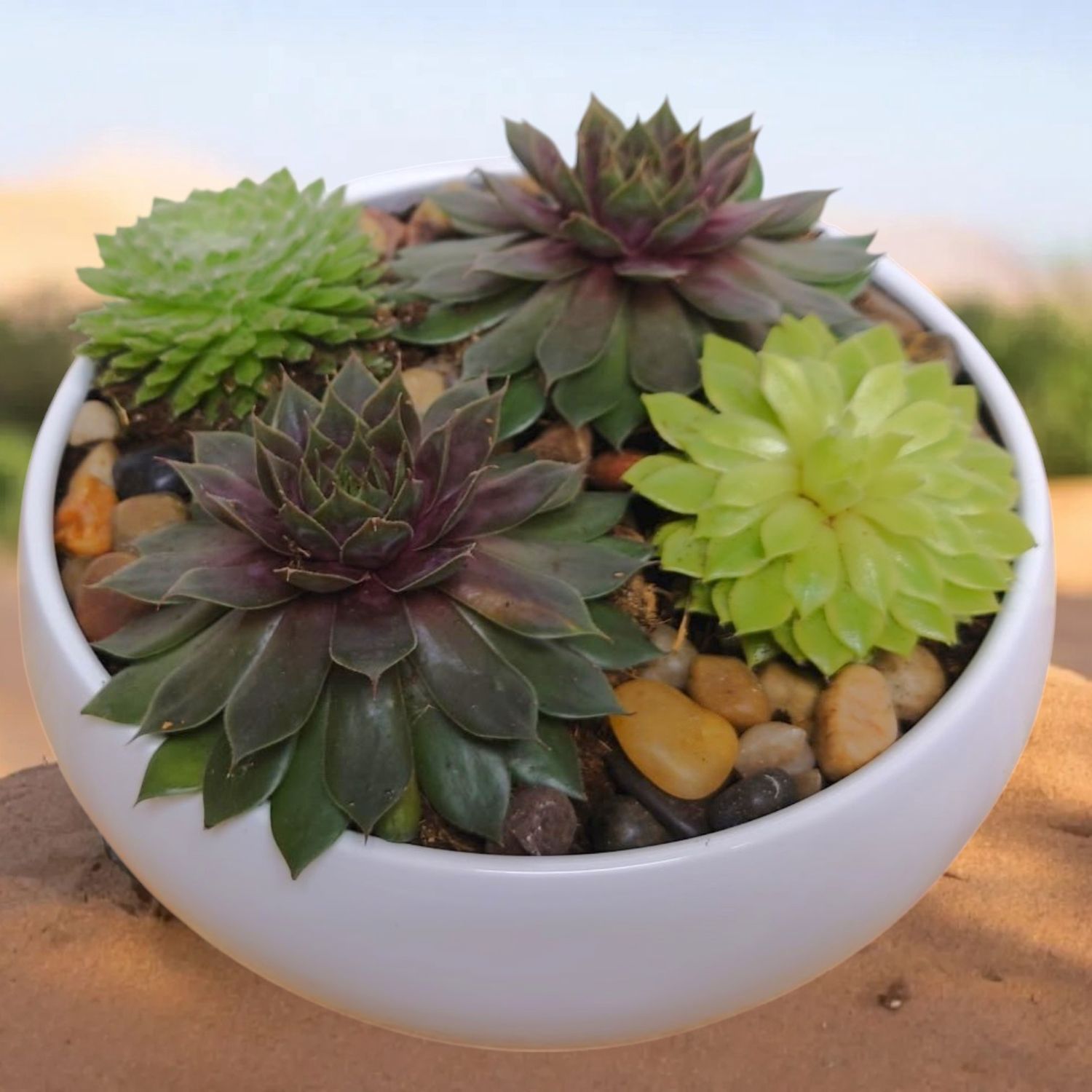 Hens and Chicks Planter