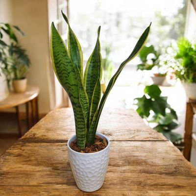 Snake Plant