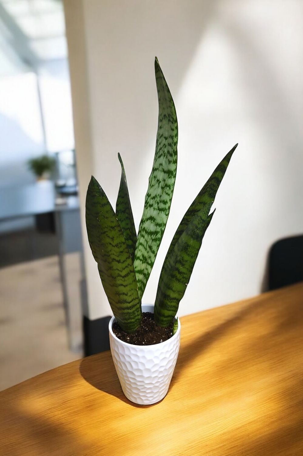 Snake Plant