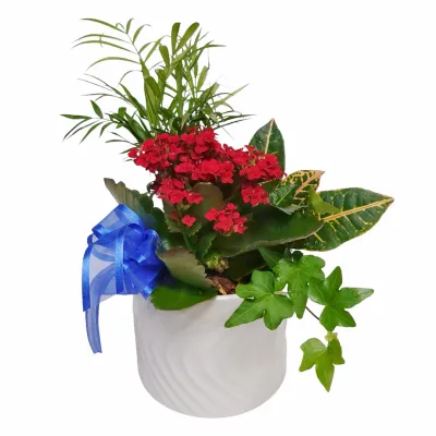 Kalanchoe Valley
