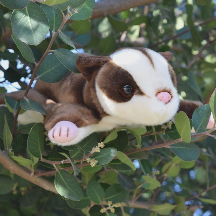 Sugar Glider