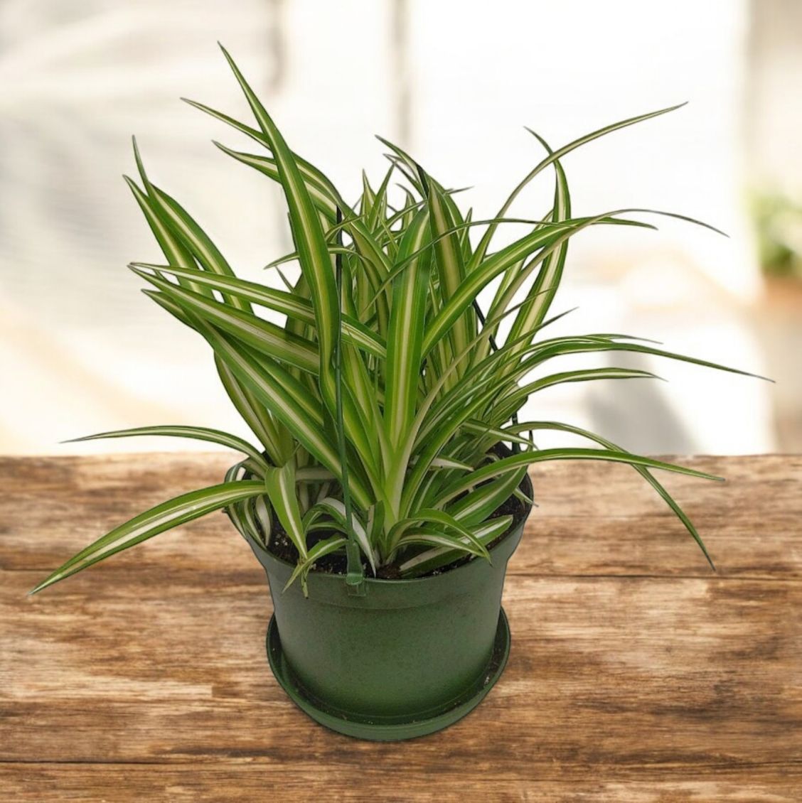 Spider Plant 6.5''