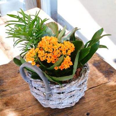 Martine Plant Basket