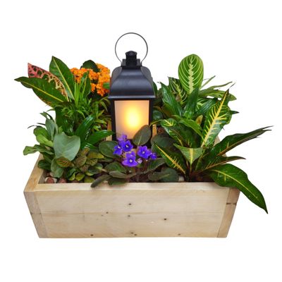 Light of Hope Plant Design