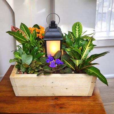 Light of Hope Plant Design