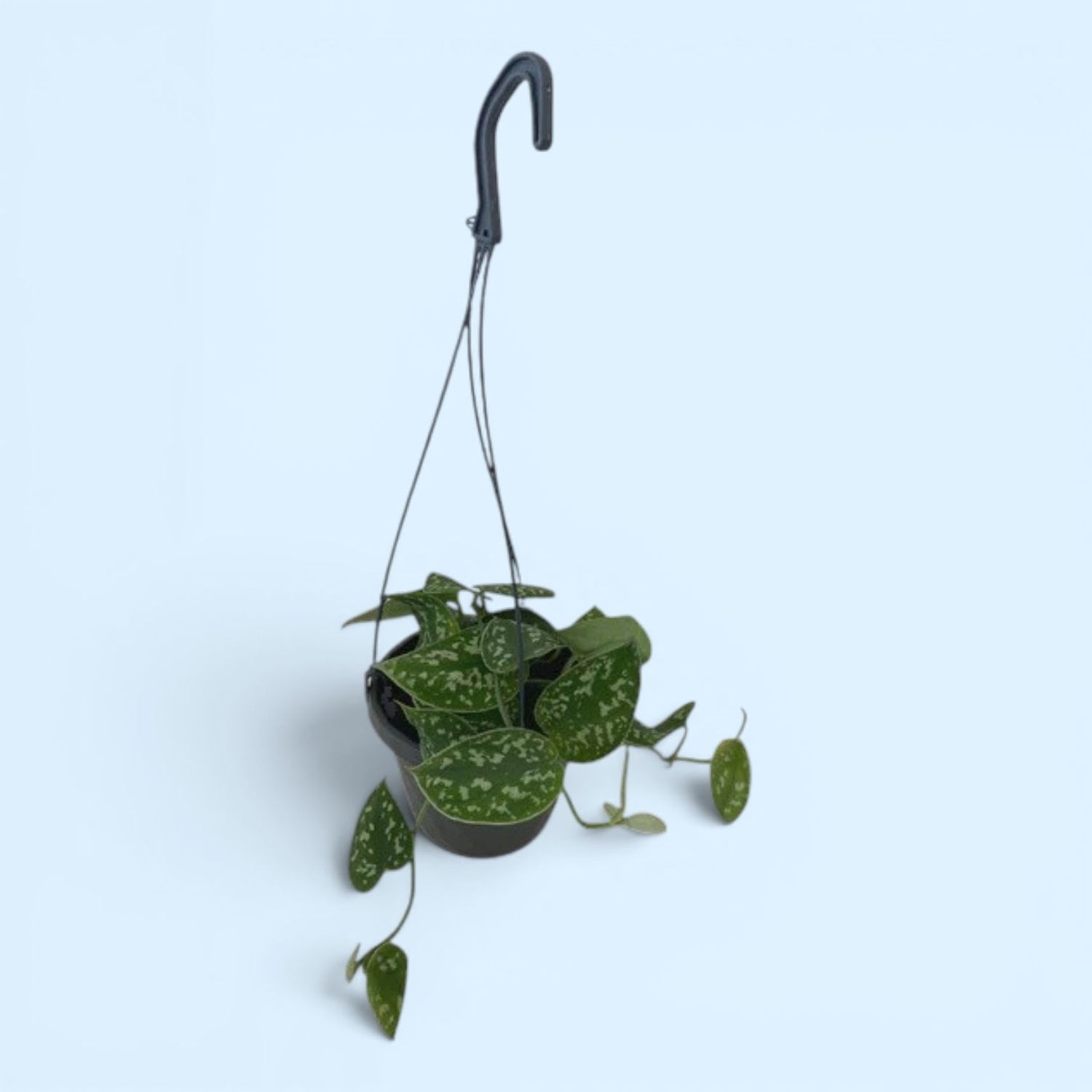 Scindapsus Pictus Exotica 6''