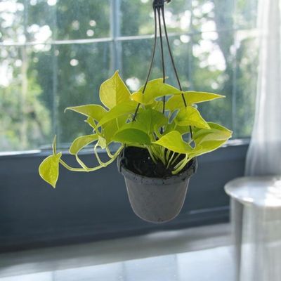 Pothos Lime 6''