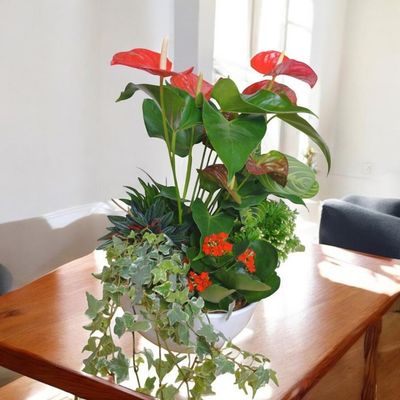 Exotic Glory Planter