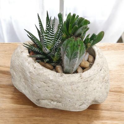 Succulent Stone