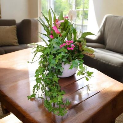 Sensational Calla Ivy Planter