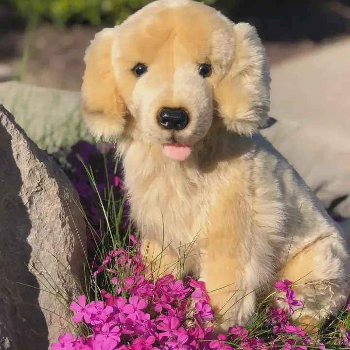Charlie Golden Retriever