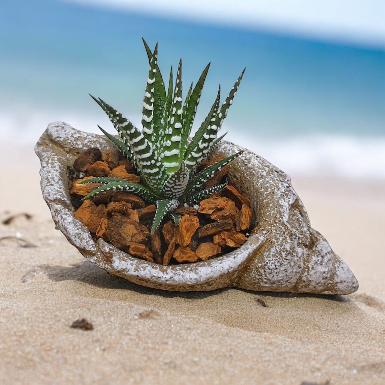 Succulent Seashell