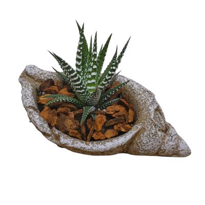 Succulent Seashell