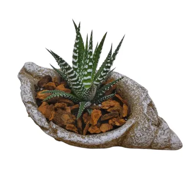 Succulent Seashell