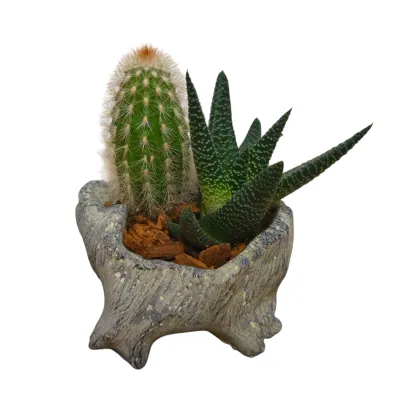 Succulent Cactus Stump