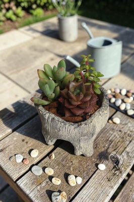 Succulent Cactus Stump