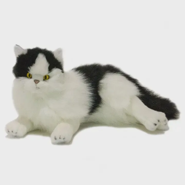 Woodrow the White and Black Piebald Cat